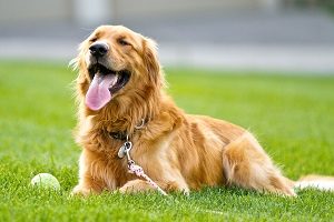 Golden Retriever rests after playing fetch in grass | hoa rules and regulations