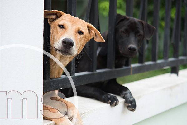 homeowners association pet restrictions