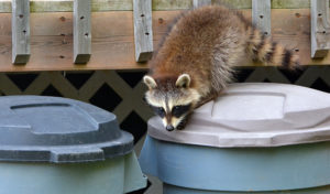 racoon inspecting trash bins in HOA