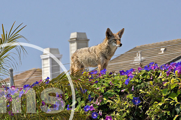 wild animals in HOA