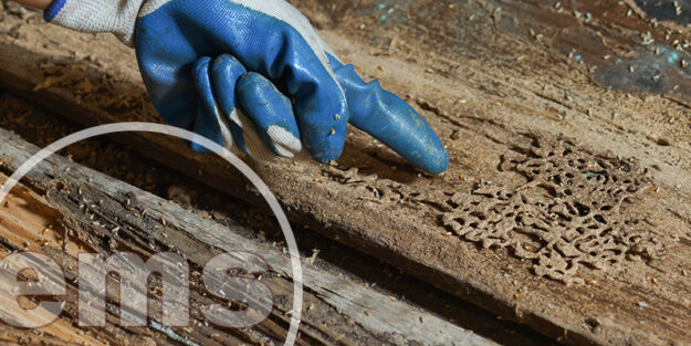 Which States Have The Most Bugs In America states have the most bugs