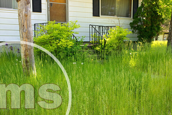 Growing Weeds In HOAs: Can Homeowners Be Fined? weeds in HOA