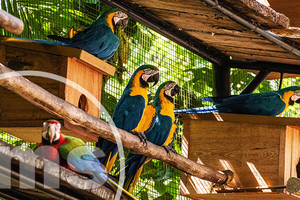 neighbor's noisy bird